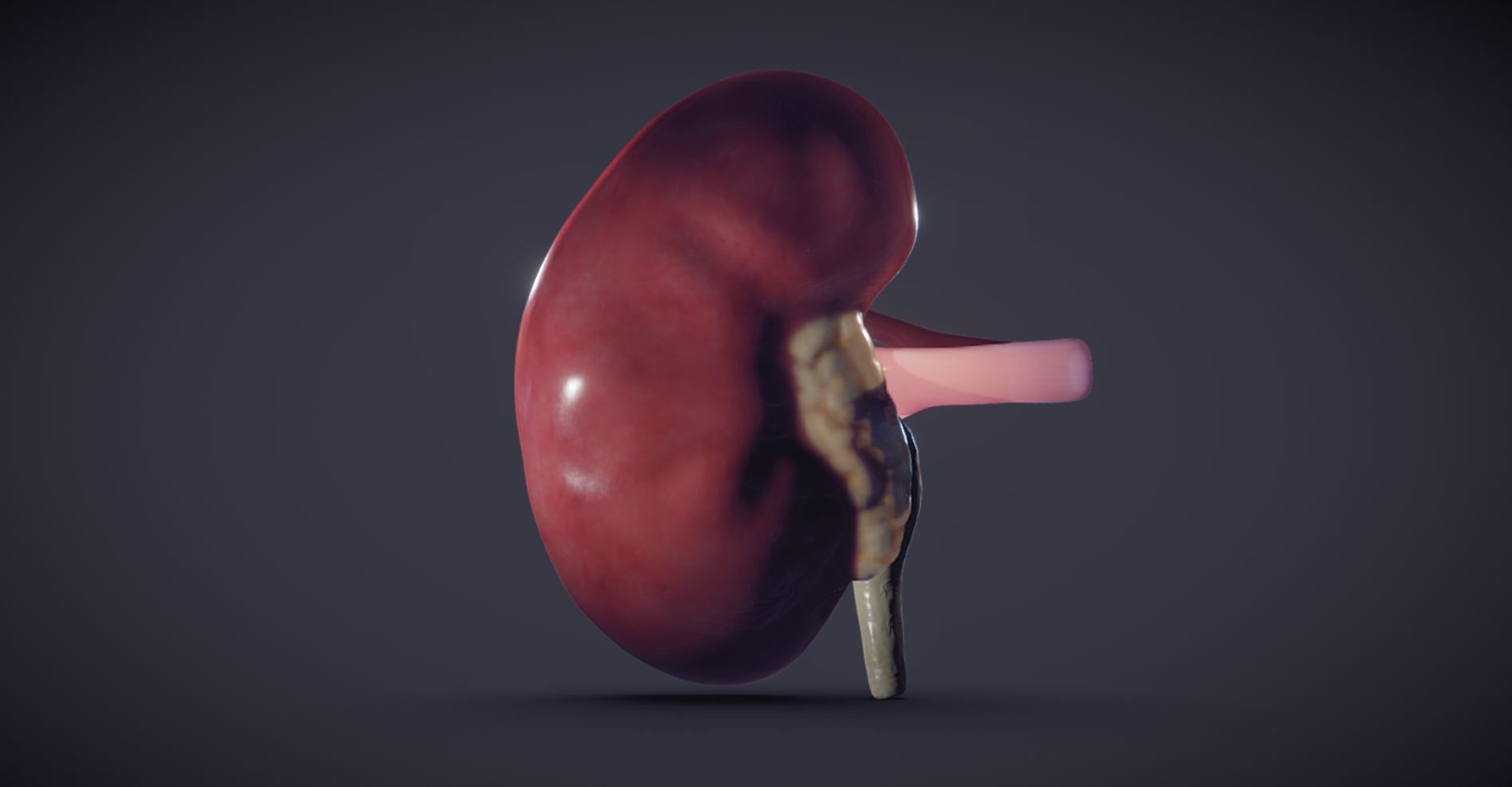 Kidney Cross Section 3D model_1