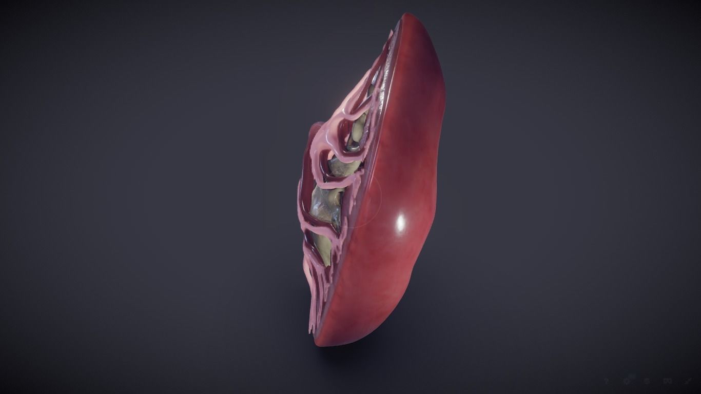 Kidney Cross Section 3D model_6