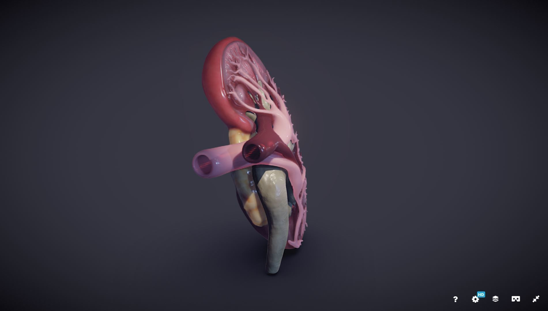 Kidney Cross Section 3D model_2