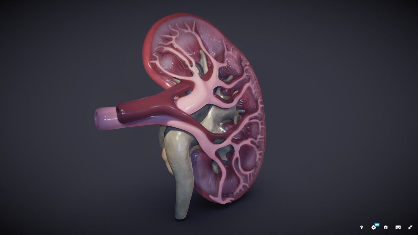 Kidney Cross Section 3D model_30