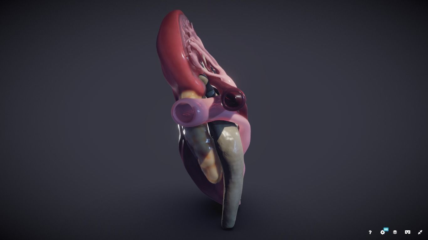 Kidney Cross Section 3D model_29