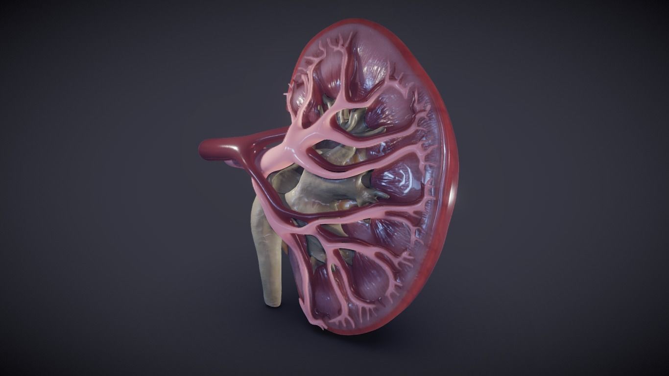 Kidney Cross Section 3D model_20