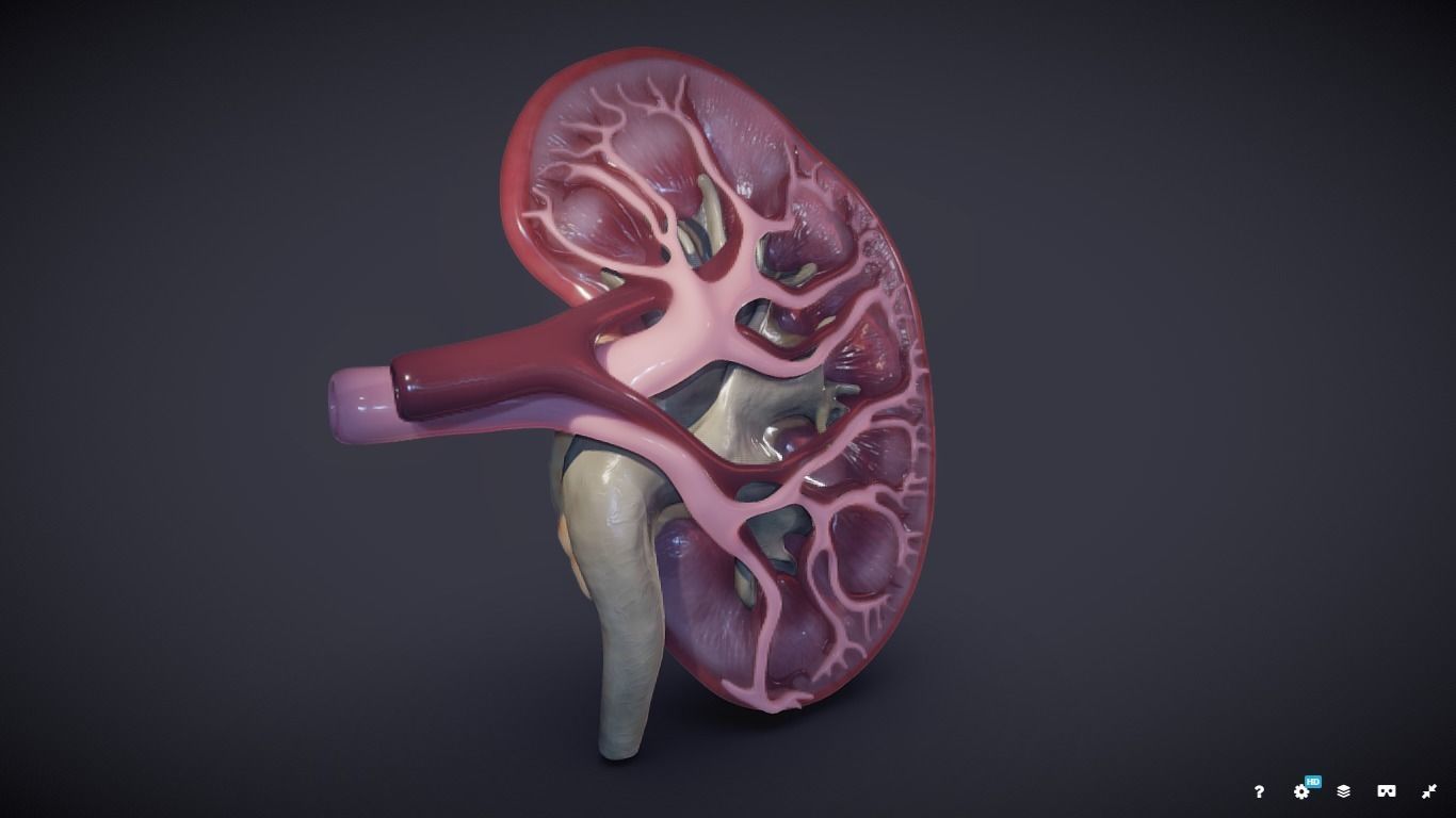 Kidney Cross Section 3D model_33