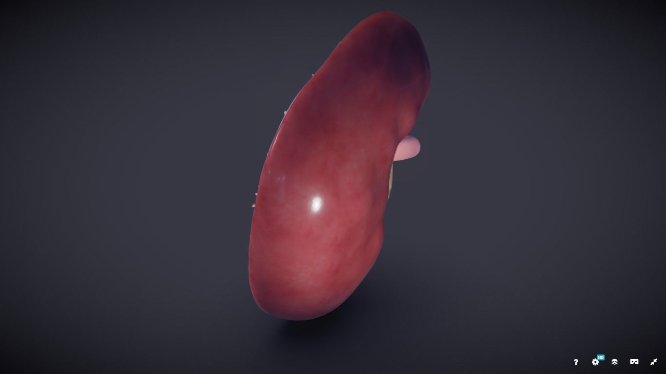 Kidney Cross Section 3D model_24