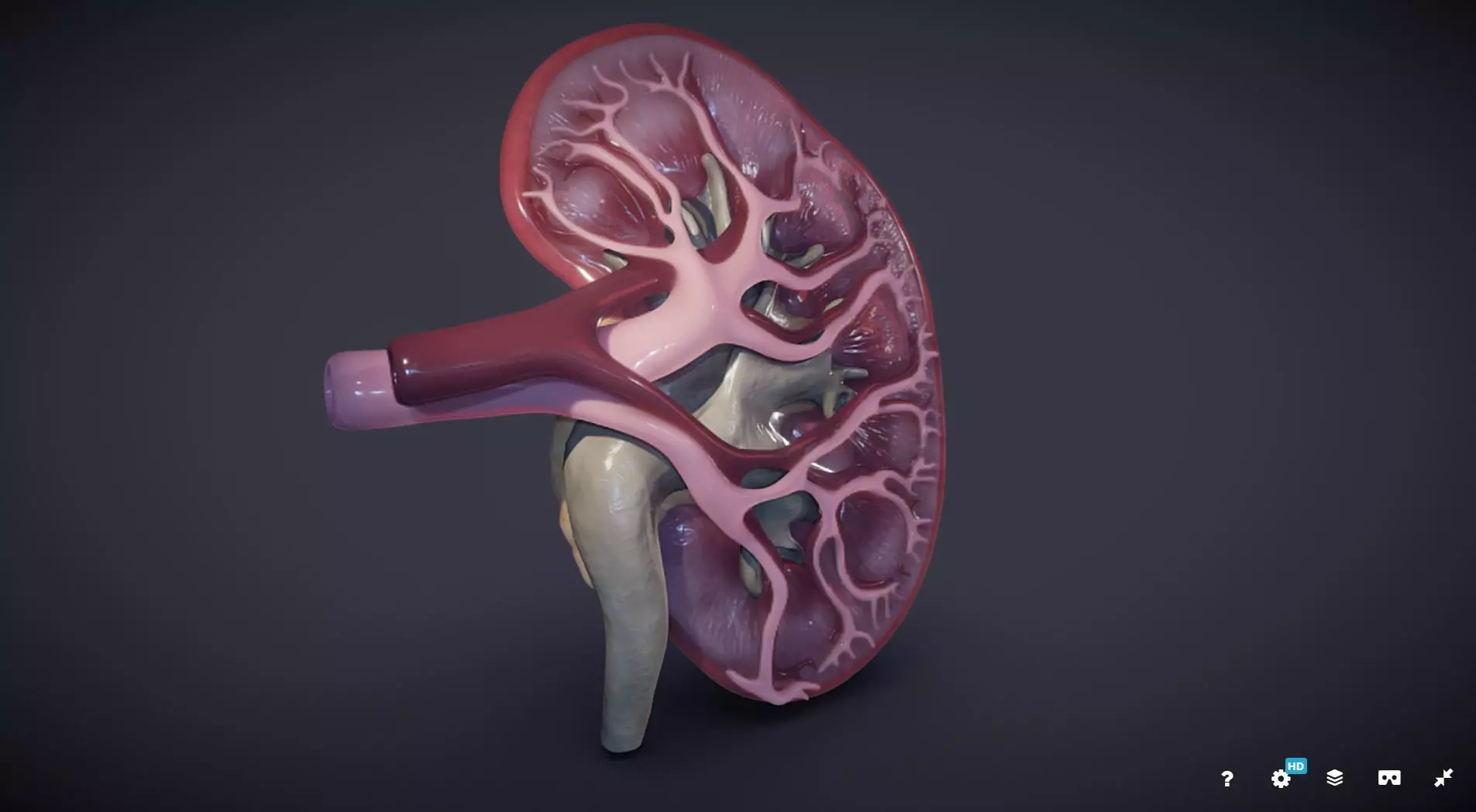 Kidney Cross Section 3D model_0