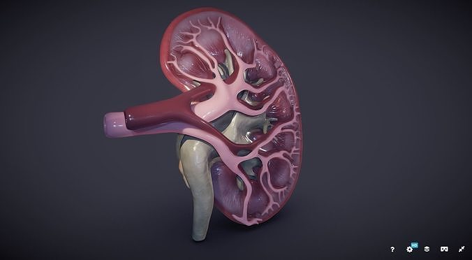 Kidney Cross Section 3D model