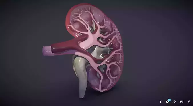 Kidney Cross Section 3D model