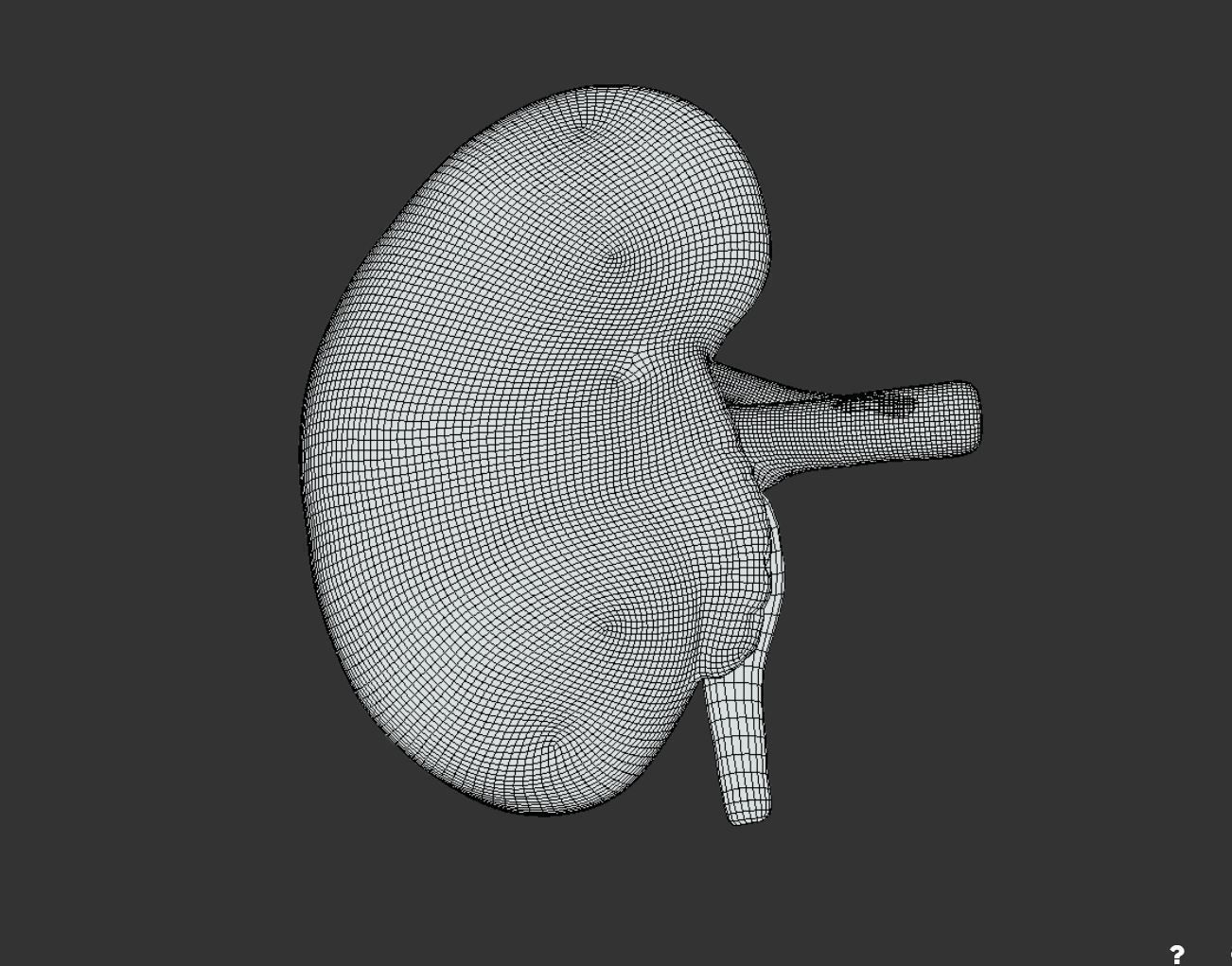 Kidney Cross Section 3D model_4