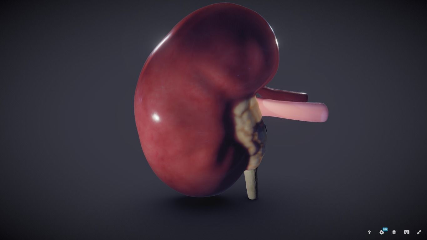 Kidney Cross Section 3D model_9
