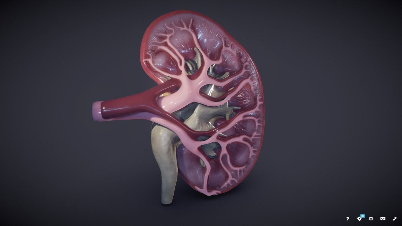 Kidney Cross Section 3D model_32