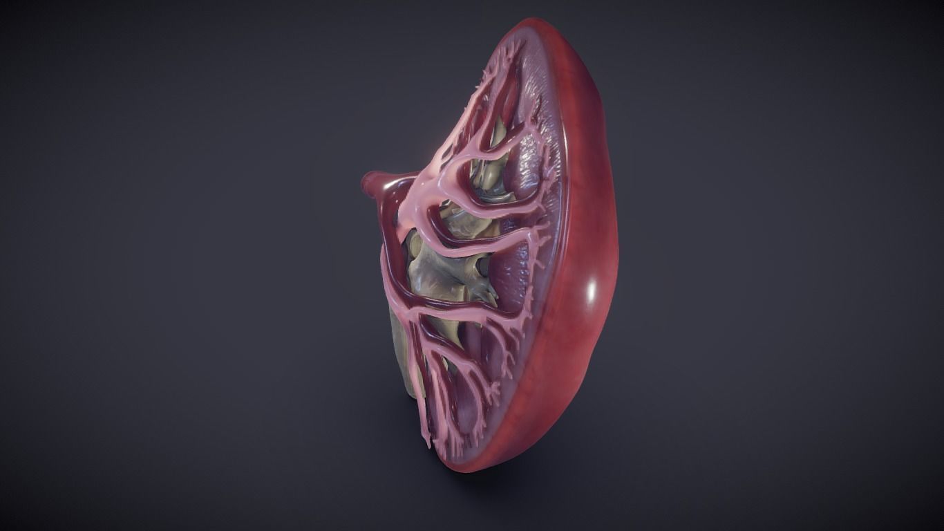 Kidney Cross Section 3D model_5