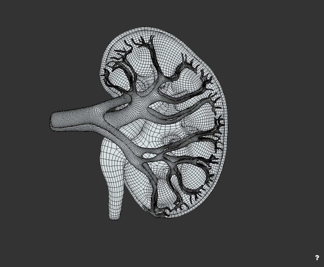 Kidney Cross Section 3D model_3