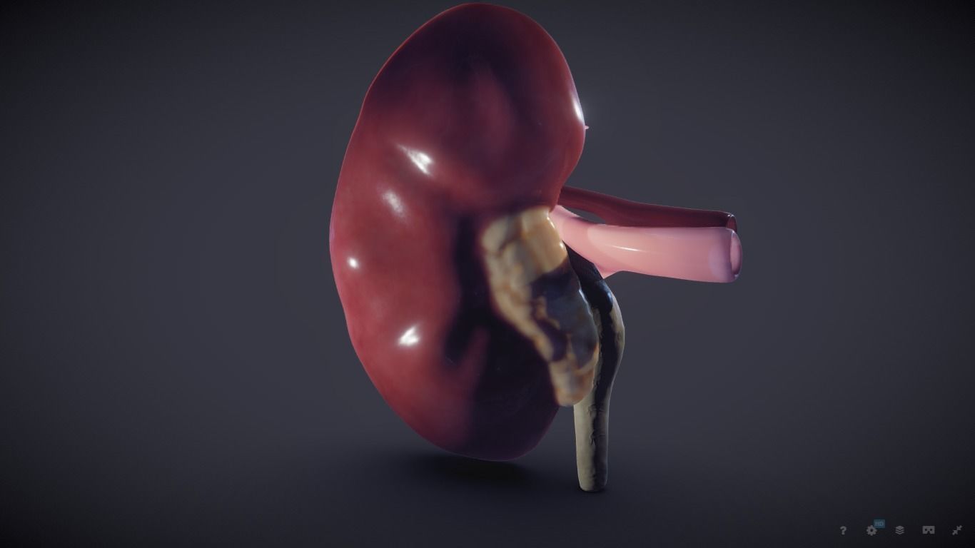 Kidney Cross Section 3D model_10