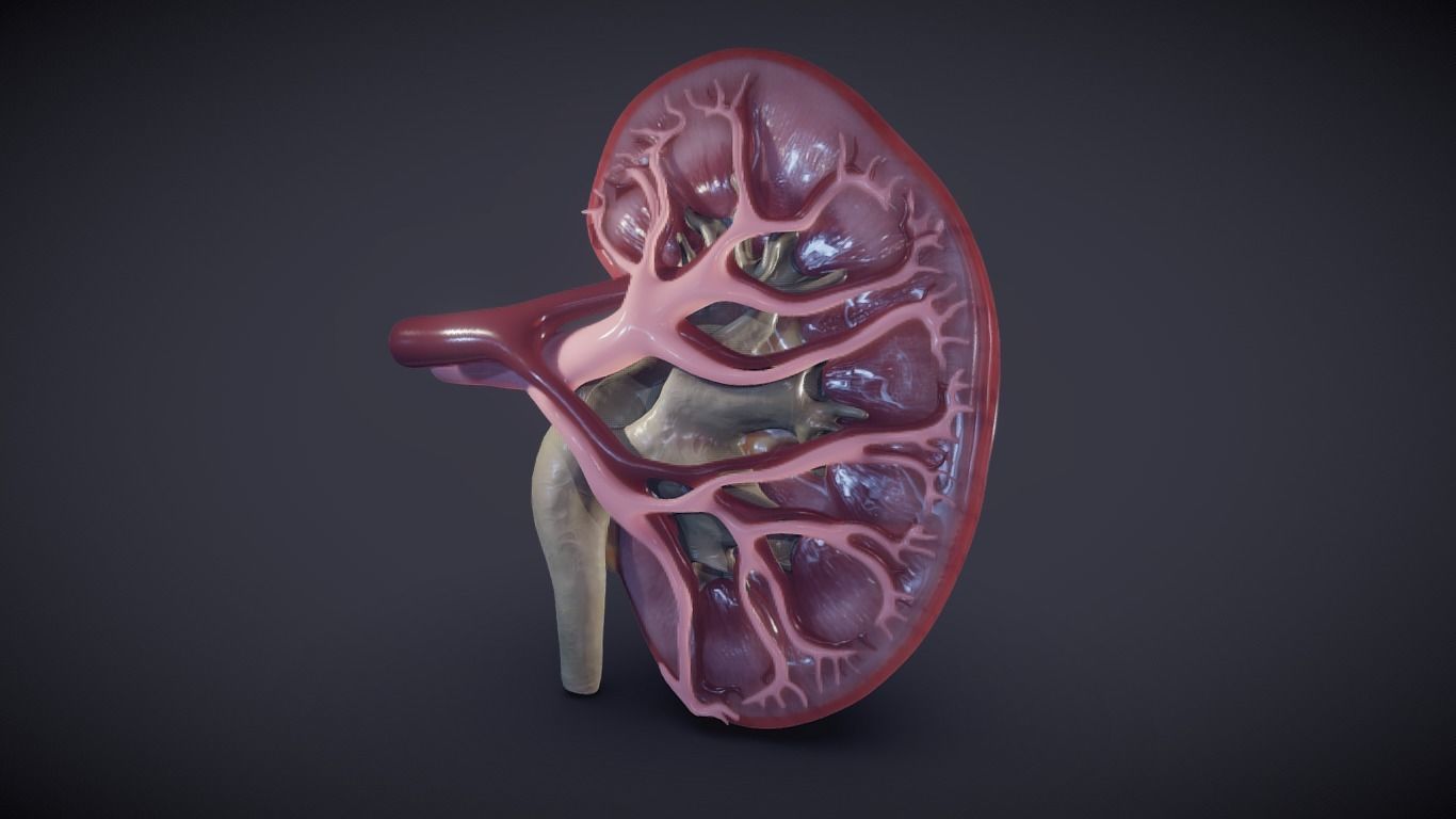 Kidney Cross Section 3D model_19
