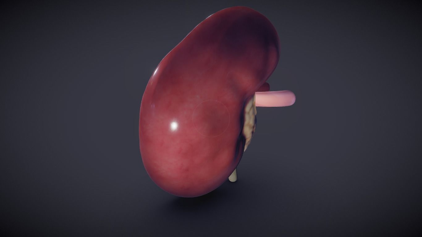Kidney Cross Section 3D model_8