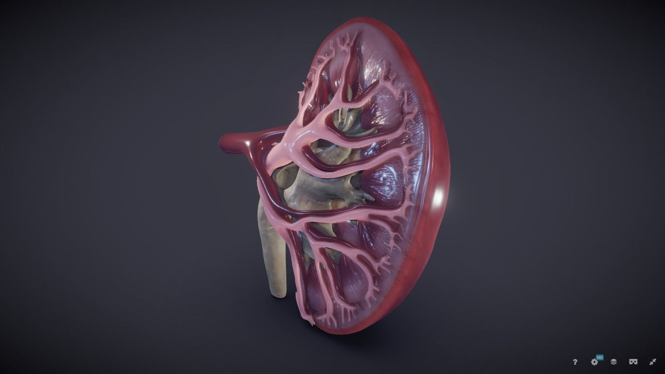 Kidney Cross Section 3D model_21