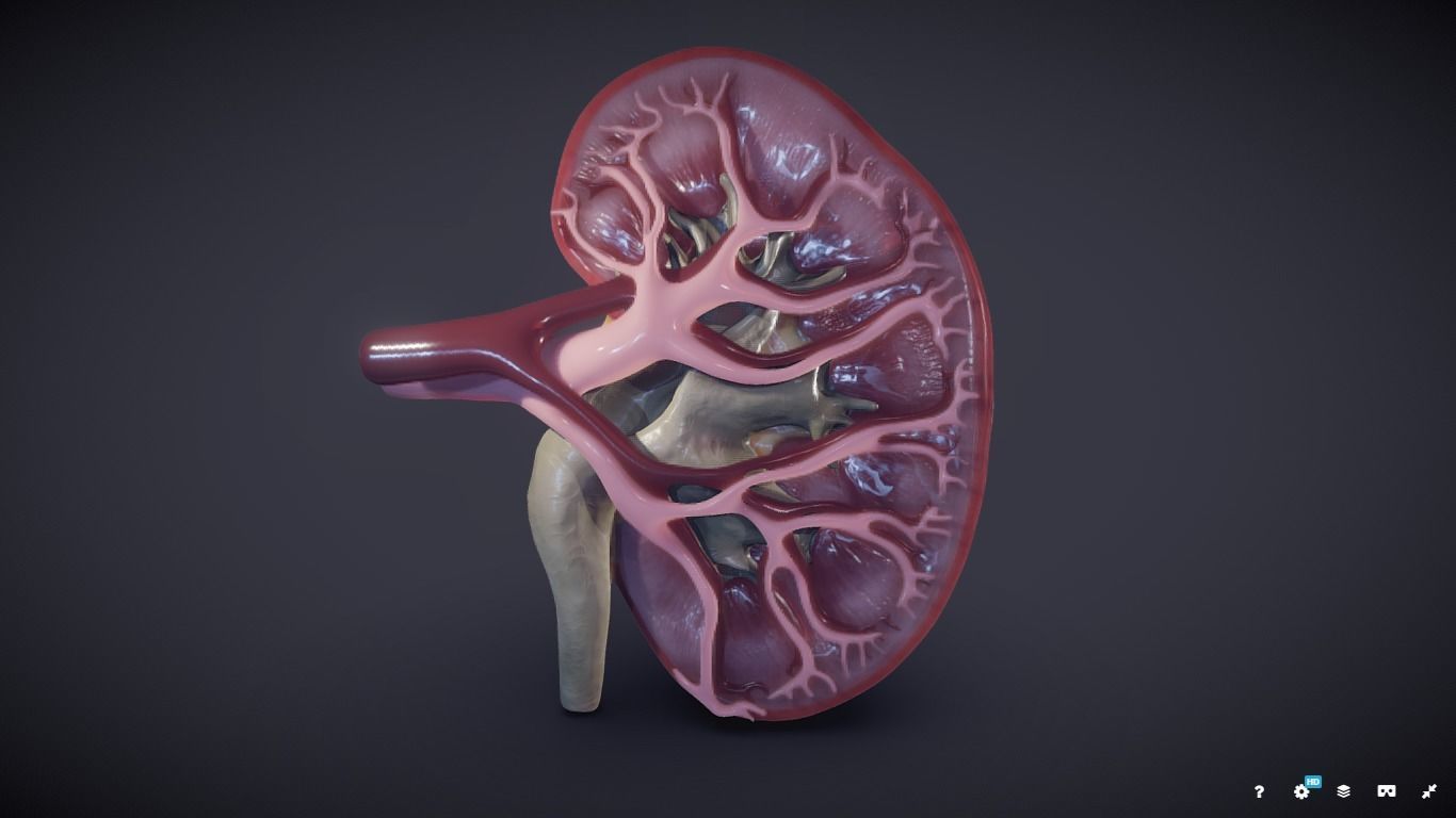 Kidney Cross Section 3D model_18