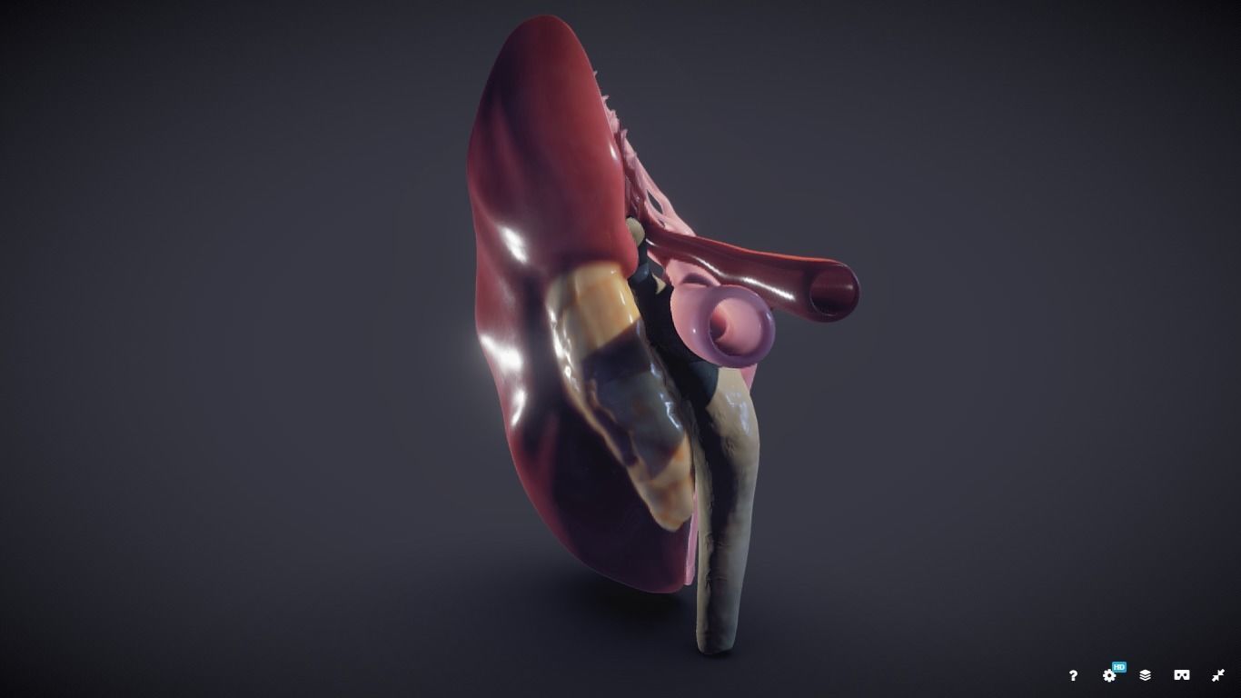 Kidney Cross Section 3D model_28