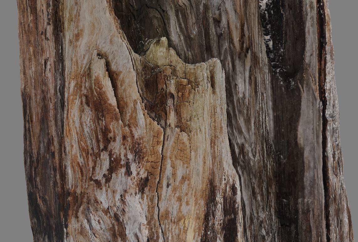 Root - photogrammetry 3D model_6