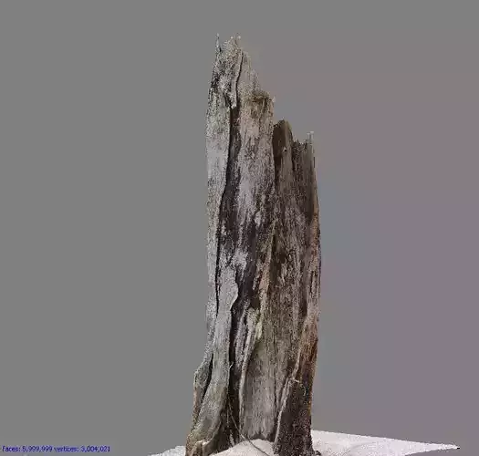 Root - photogrammetry