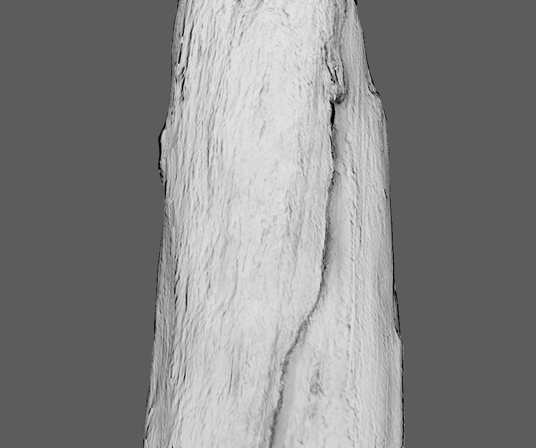 Root - photogrammetry 3D model_3