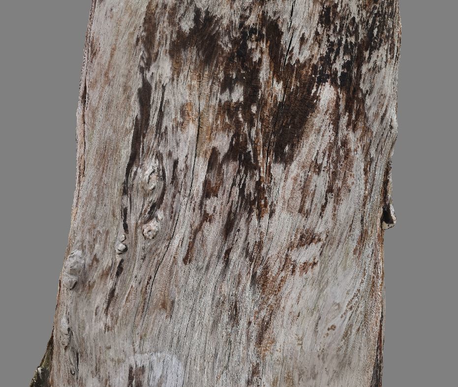 Root - photogrammetry 3D model_7