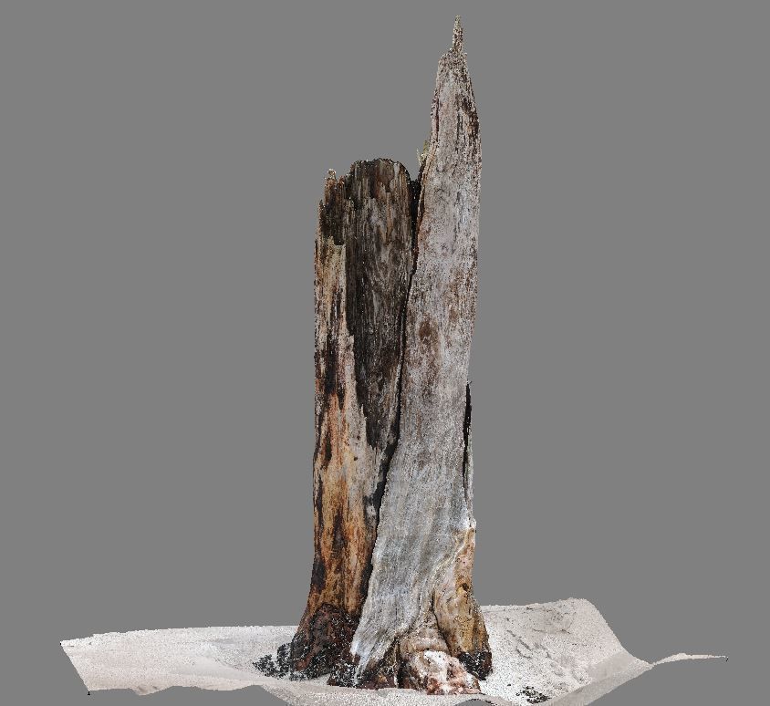 Root - photogrammetry 3D model_5