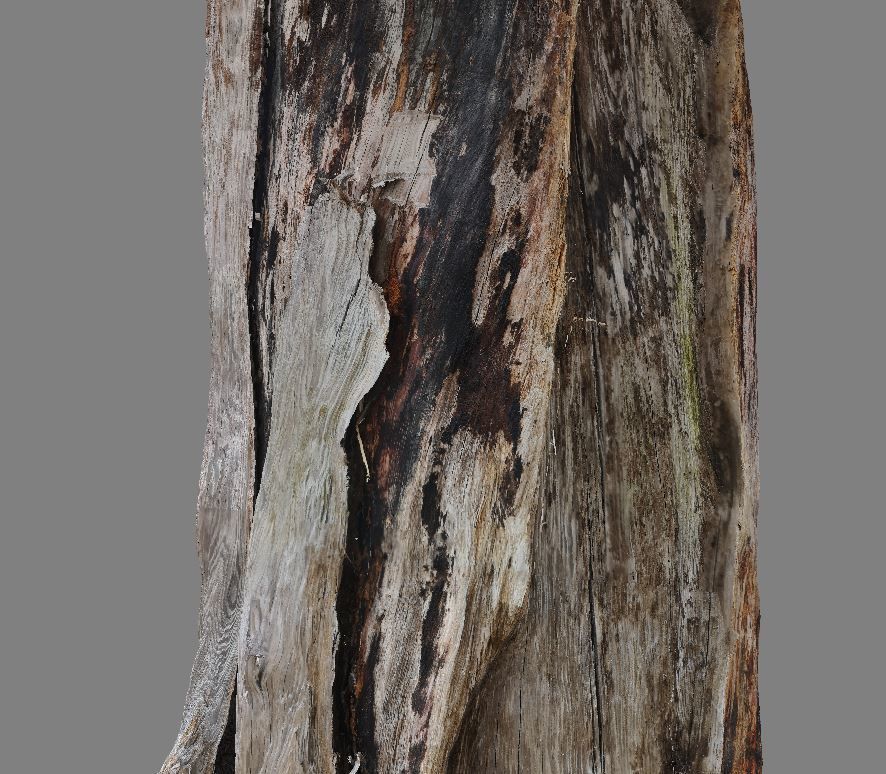 Root - photogrammetry 3D model_4