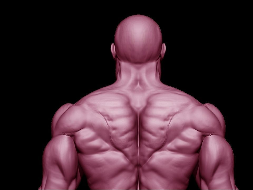 bodbuilder 4 male bodybuilder 3D model_13