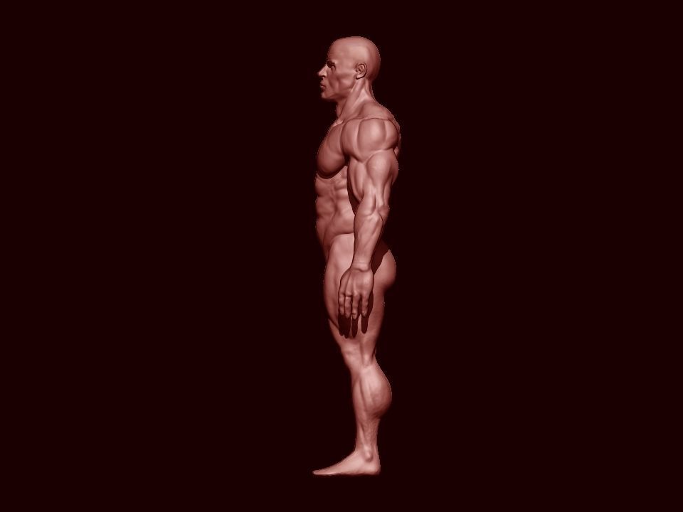 bodbuilder 4 male bodybuilder 3D model_2