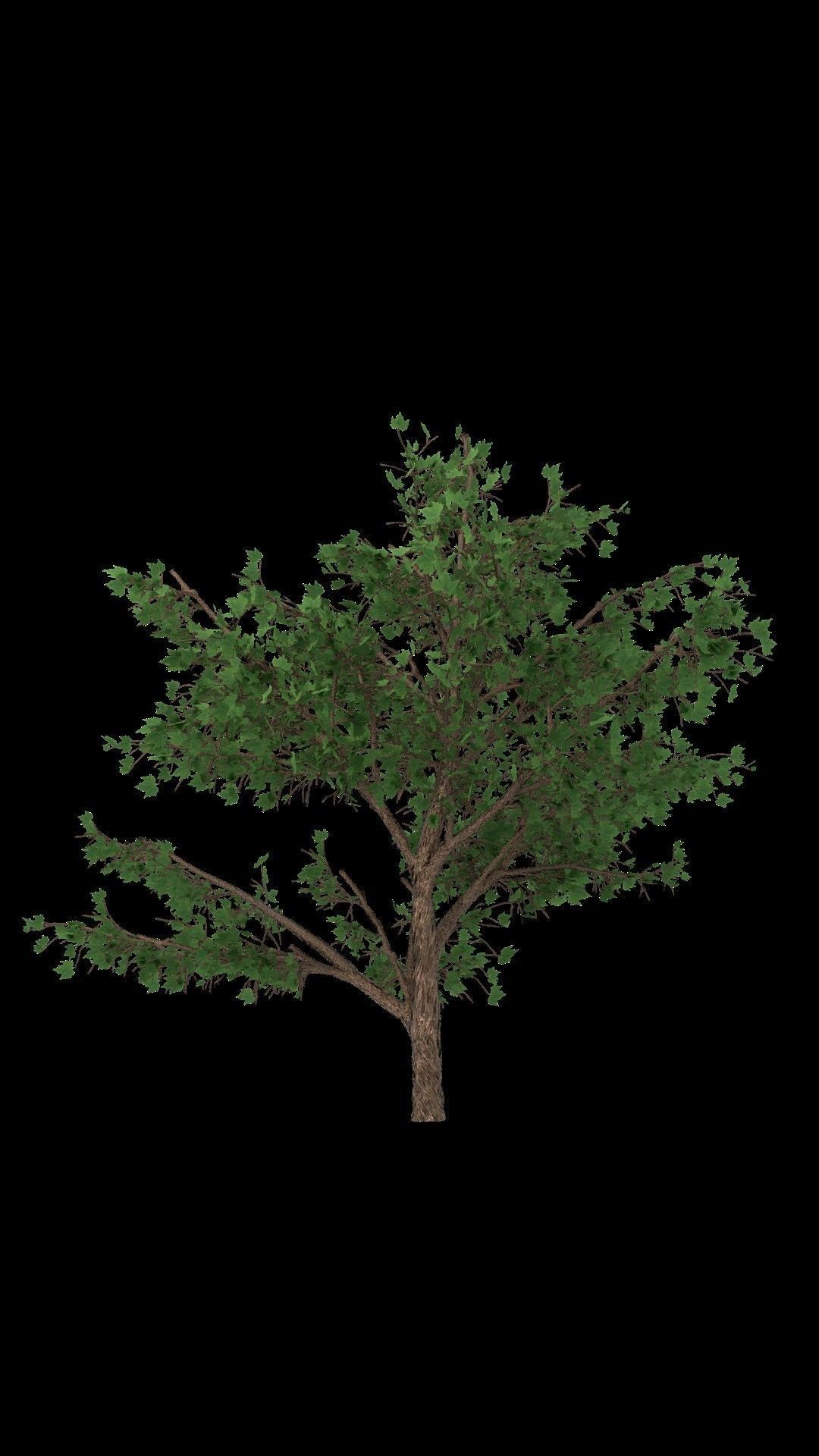 Maple Tree 3D model_2