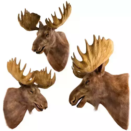 Elk Head