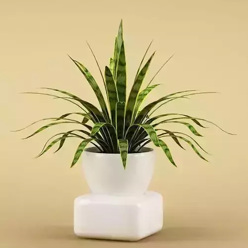 Plant 55