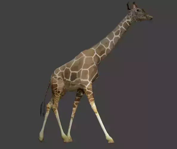 Giraffe with long legs Low-poly 3D model