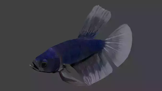Betta fish Low-poly 3D model