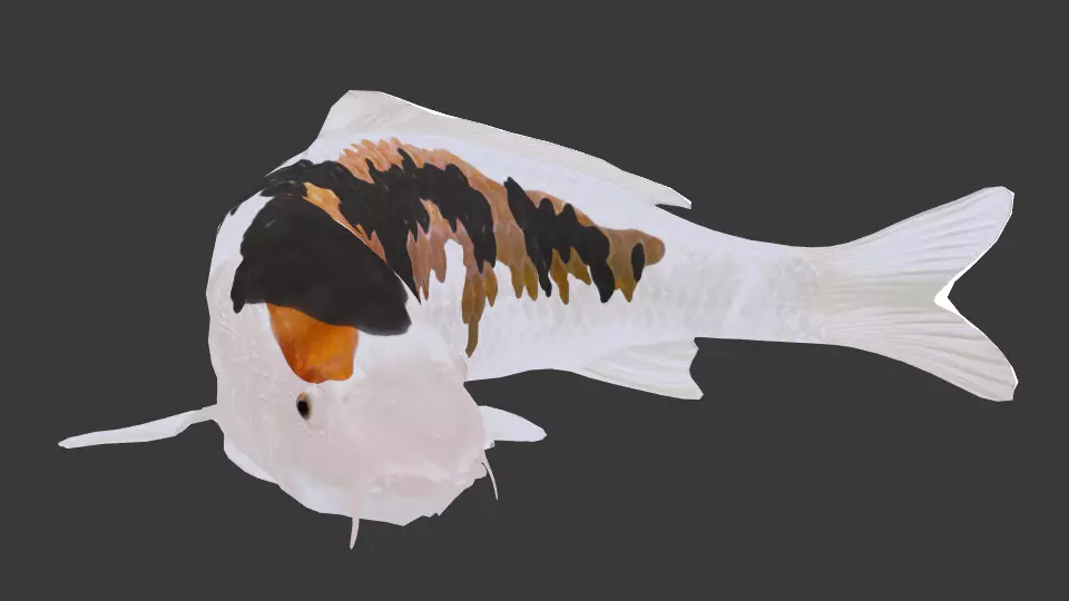 Nisikigoi orange fish Low-poly 3D model