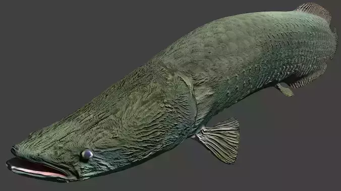 Pirarucu fish