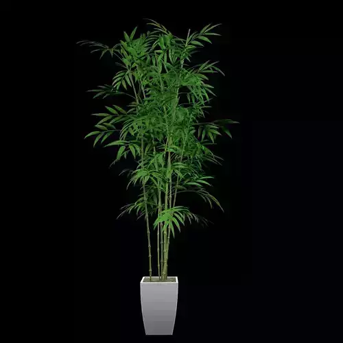 Plant Palm House Flowers Pot