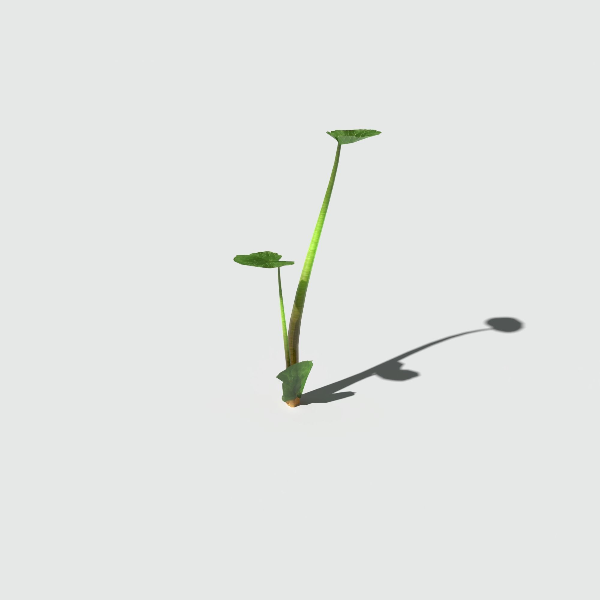 Fig Buttercup Low-poly 3D model_9