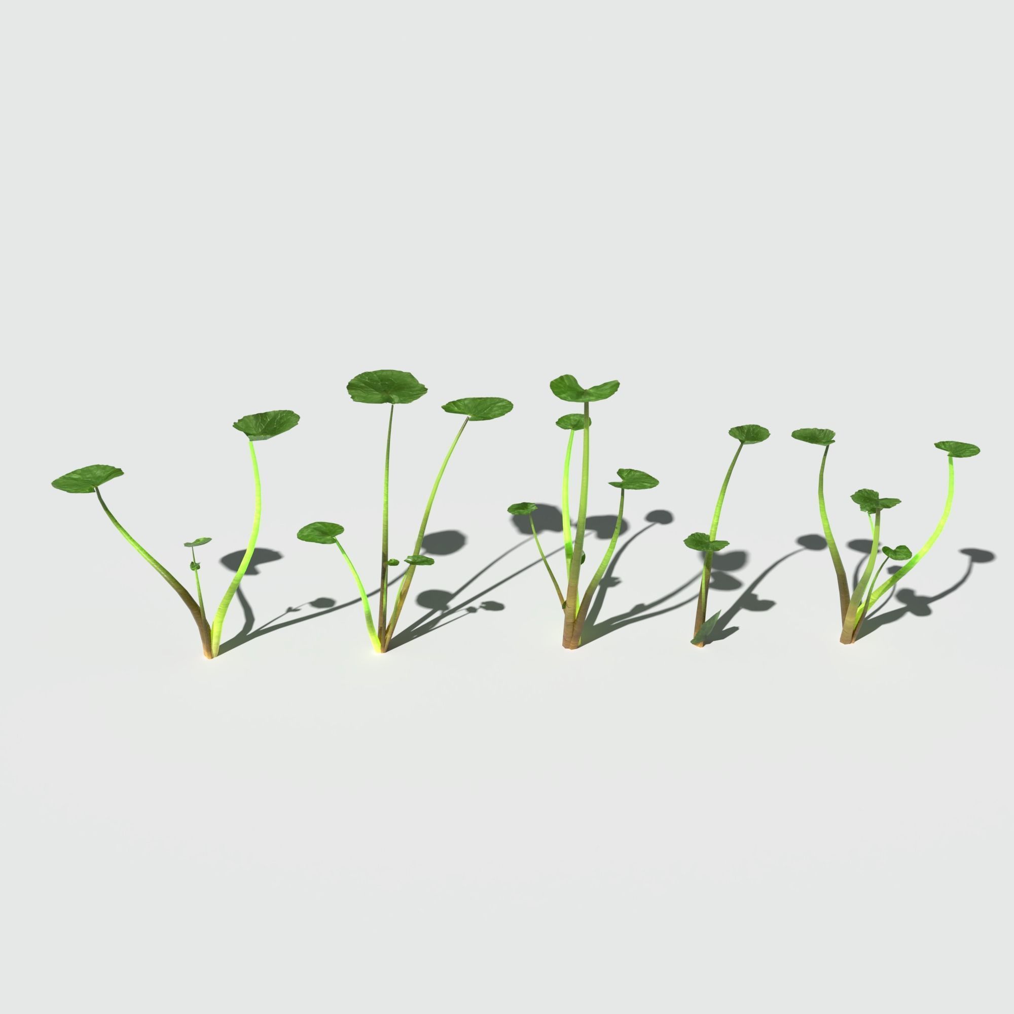 Fig Buttercup Low-poly 3D model_4