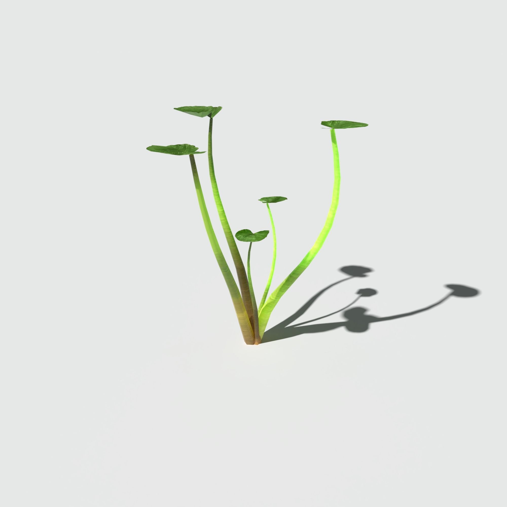 Fig Buttercup Low-poly 3D model_8