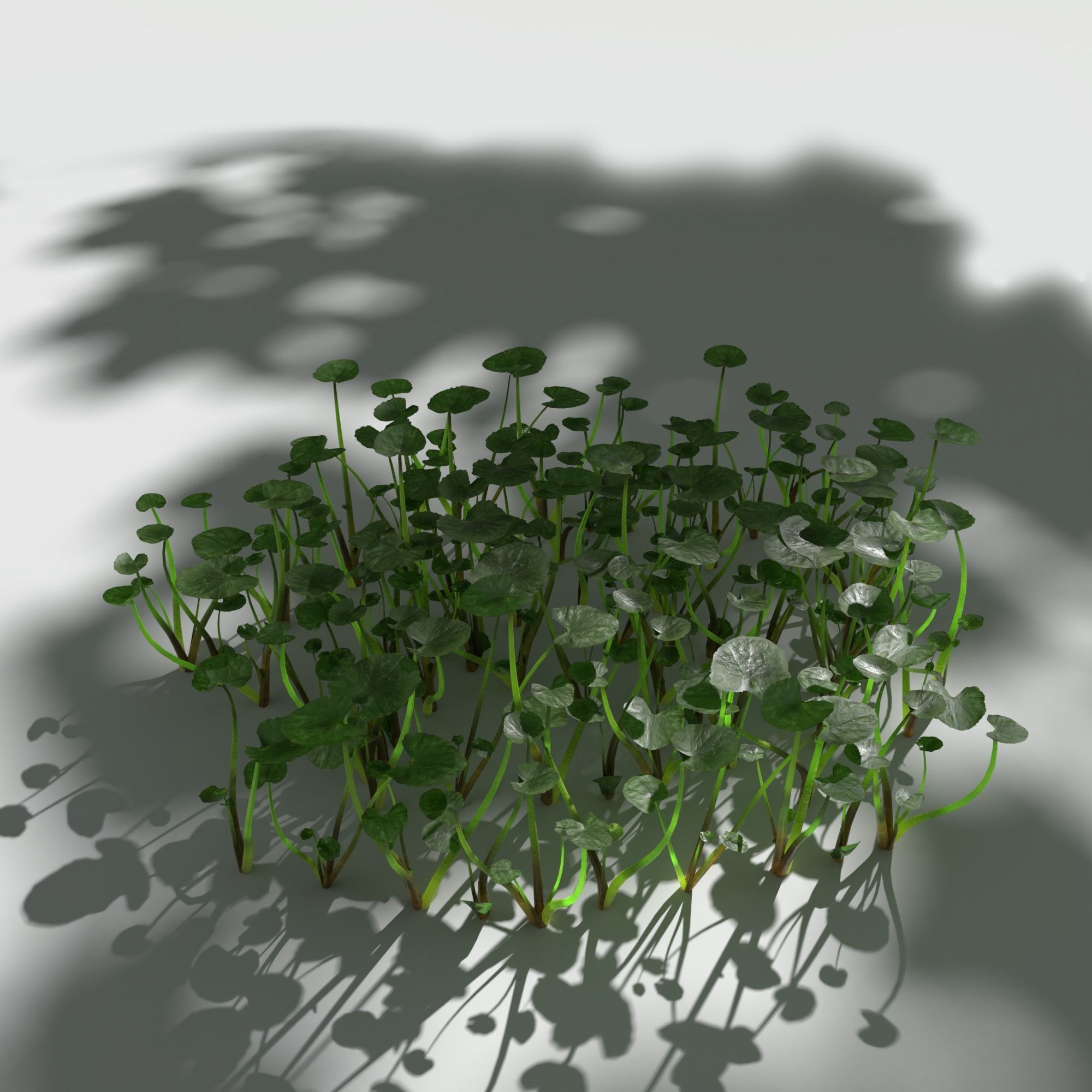 Fig Buttercup Low-poly 3D model_3