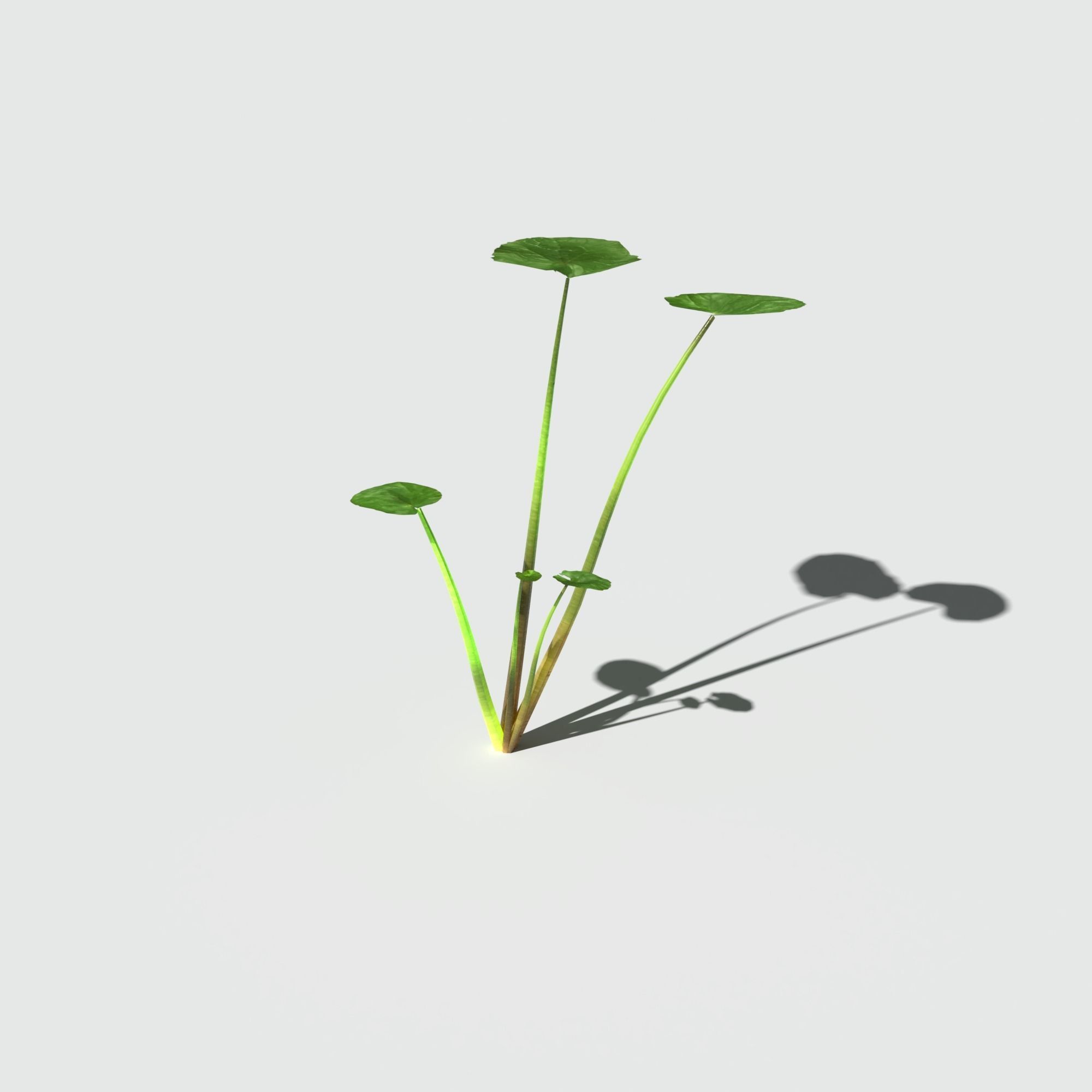 Fig Buttercup Low-poly 3D model_11