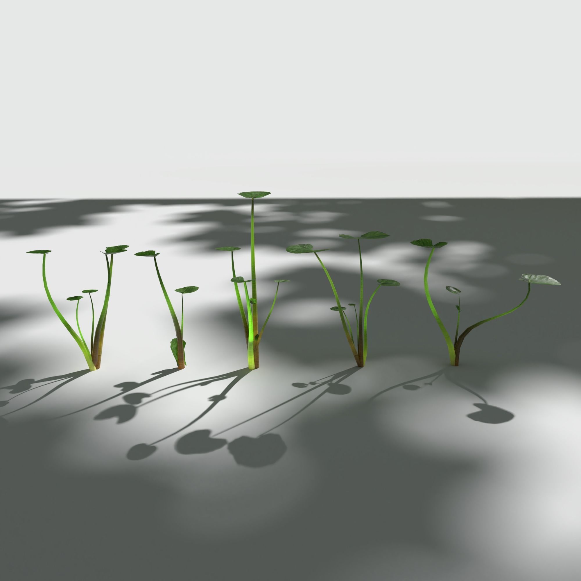 Fig Buttercup Low-poly 3D model_7