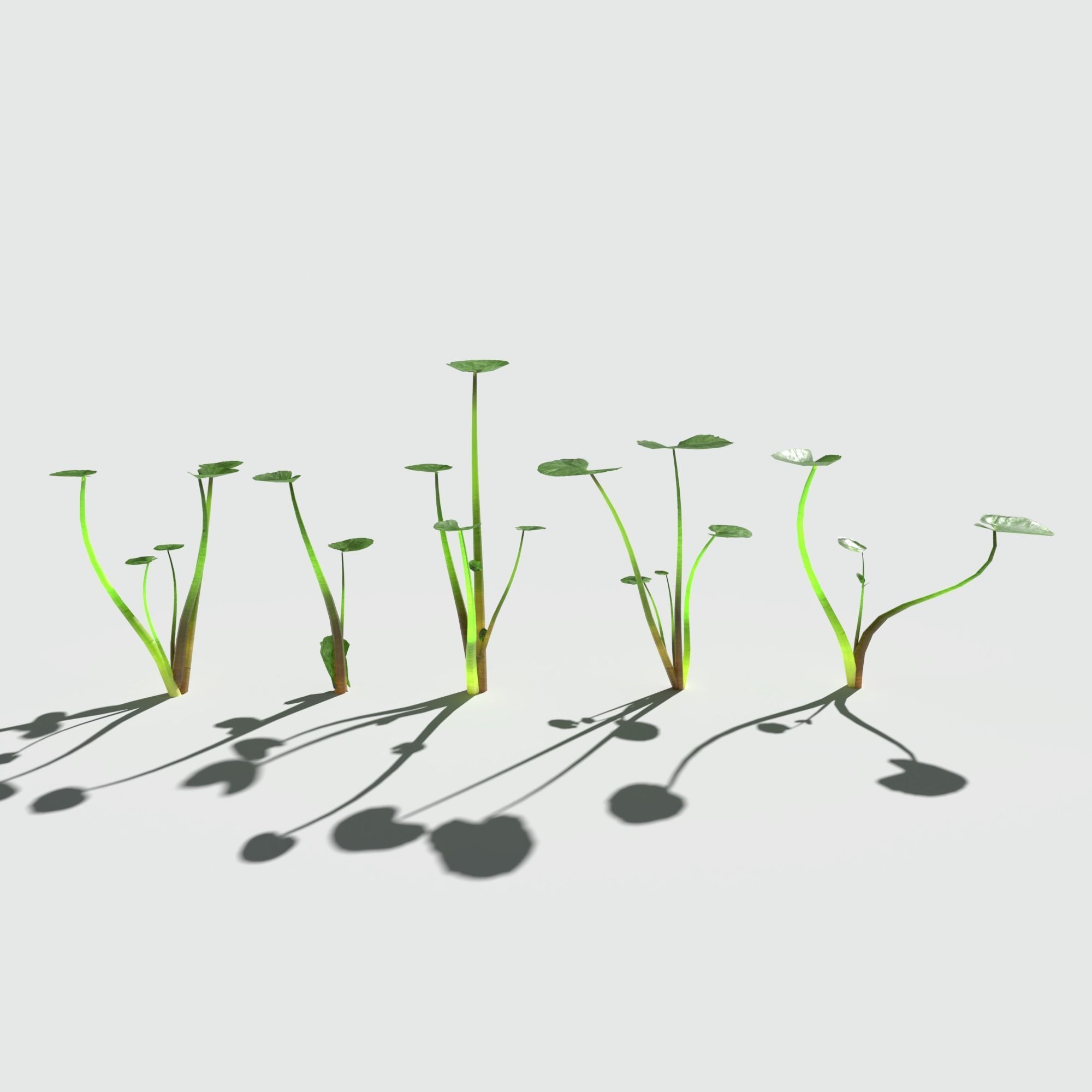 Fig Buttercup Low-poly 3D model_6