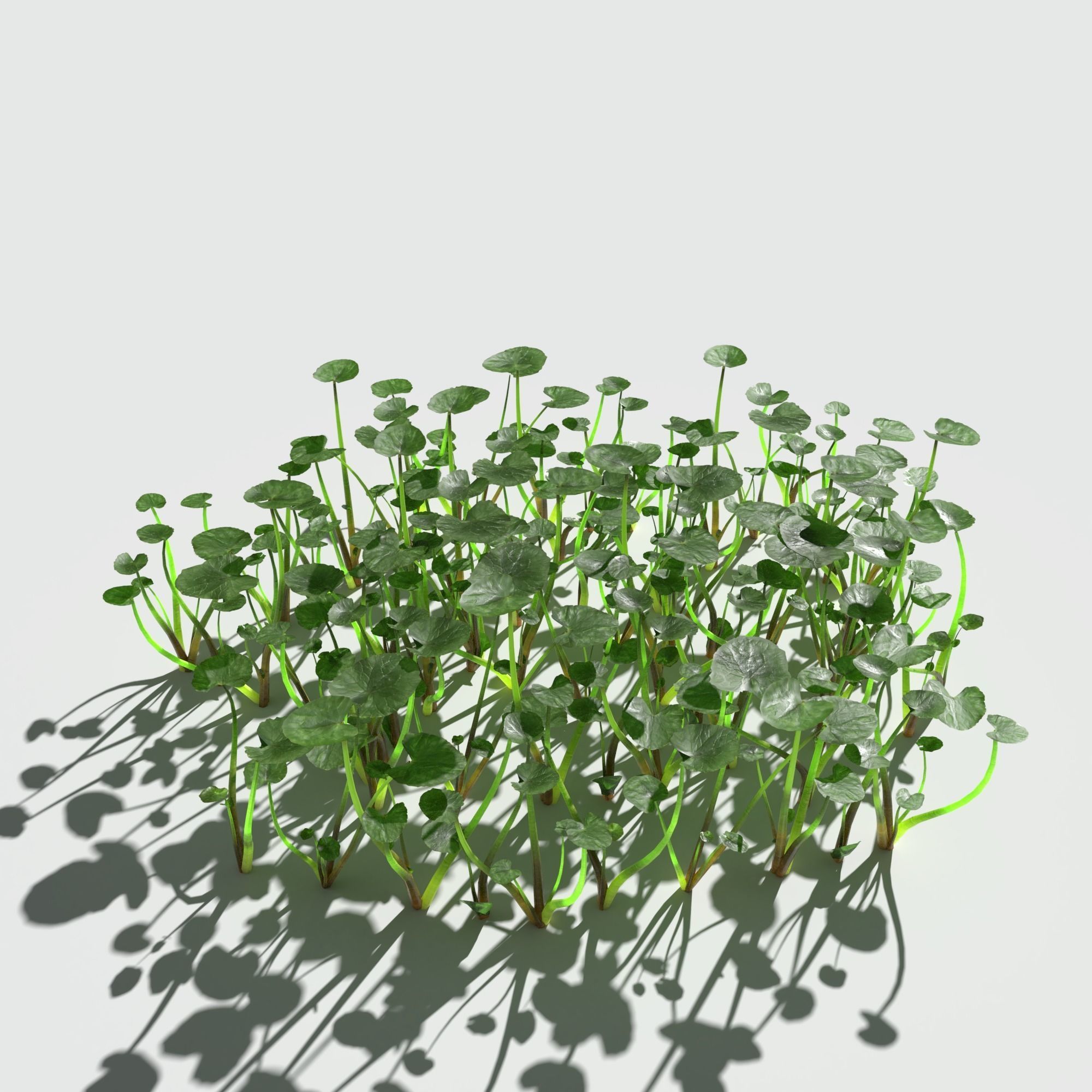 Fig Buttercup Low-poly 3D model_2