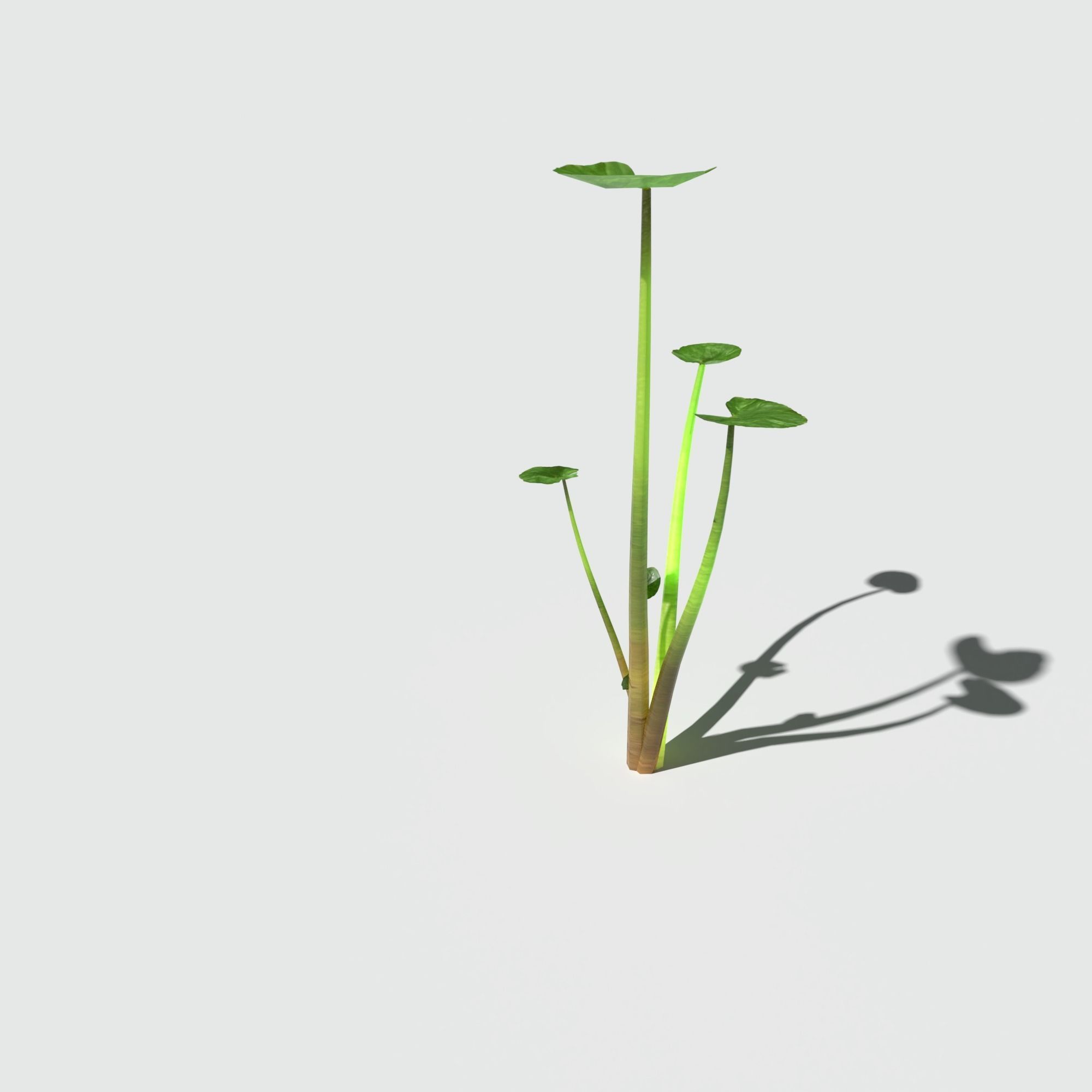 Fig Buttercup Low-poly 3D model_10