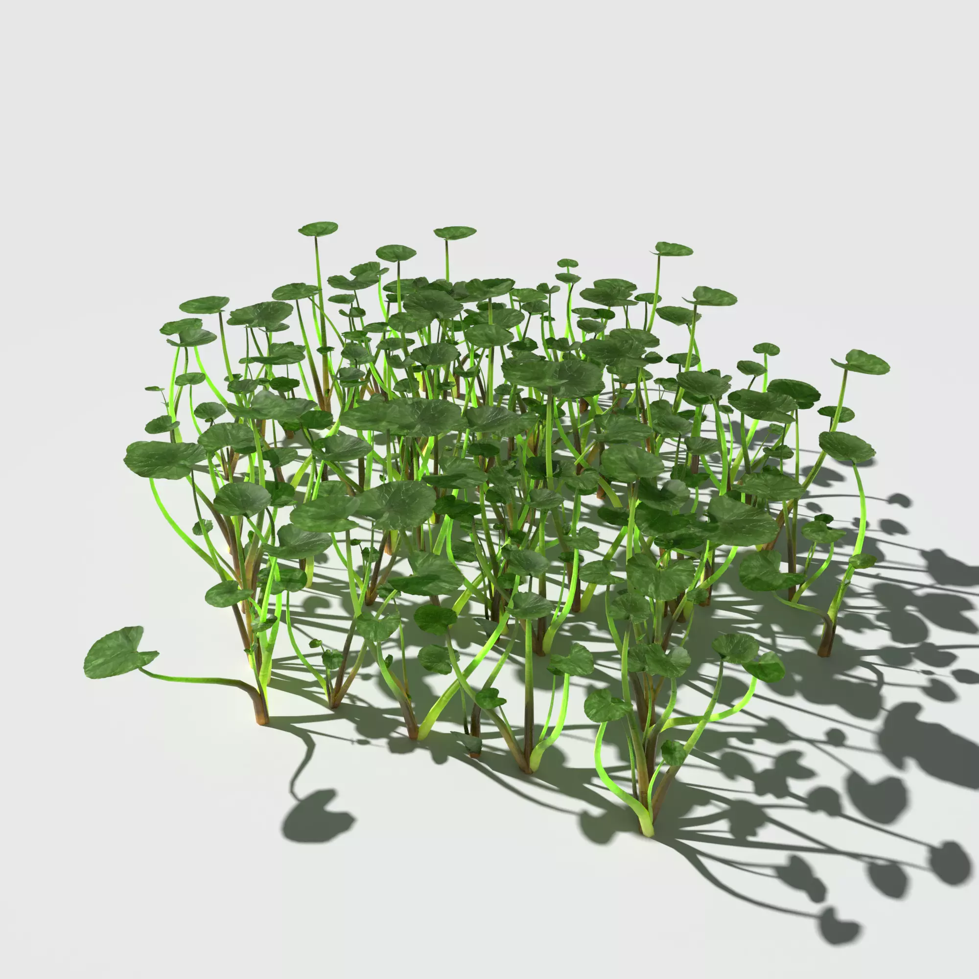 Fig Buttercup Low-poly 3D model_0