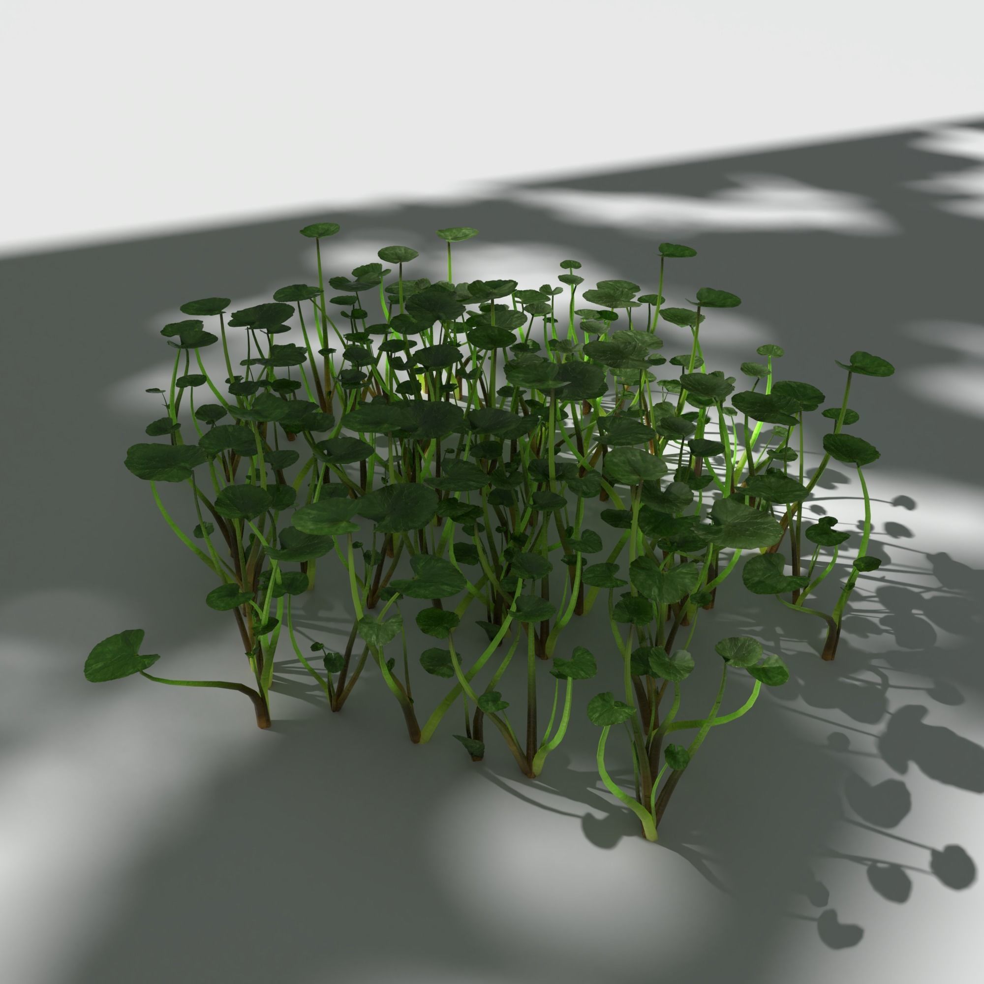 Fig Buttercup Low-poly 3D model_1