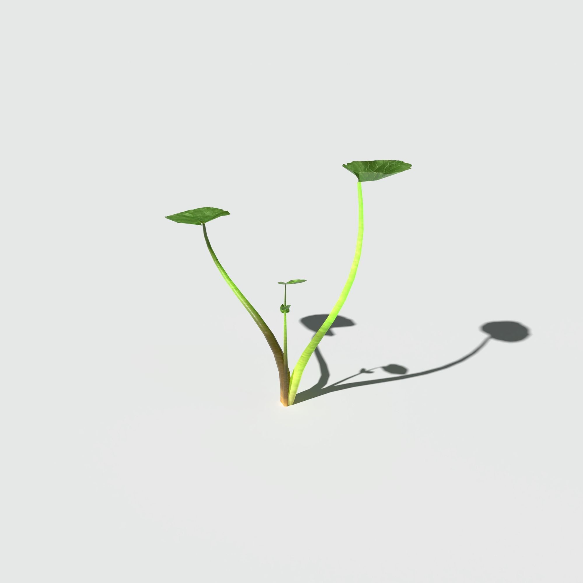 Fig Buttercup Low-poly 3D model_12